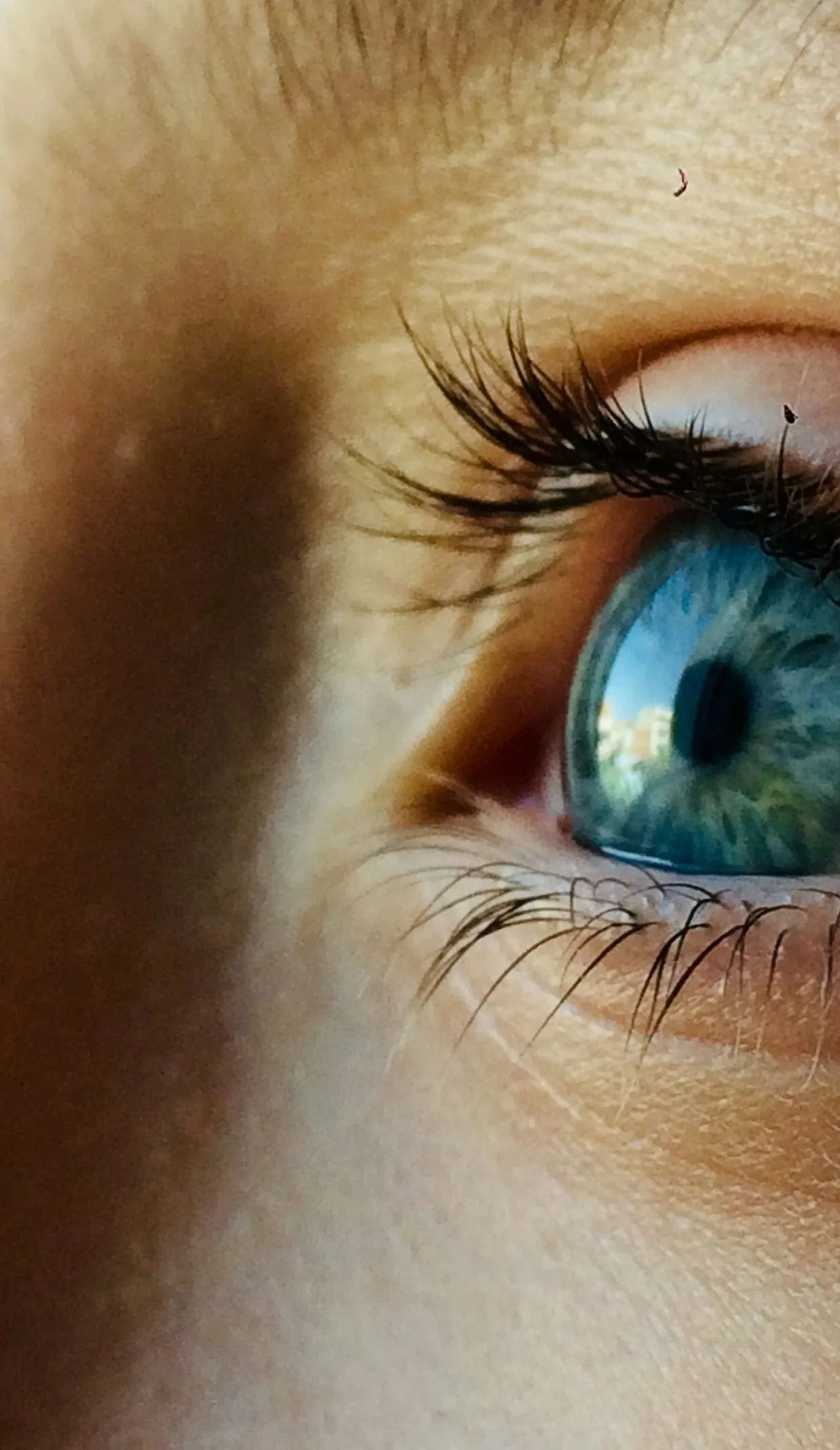 Lentilles